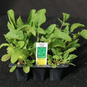 Arugula 3-Pak