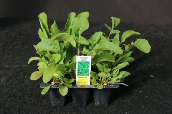 Arugula 3-Pak