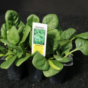 Spinach 3-Pak