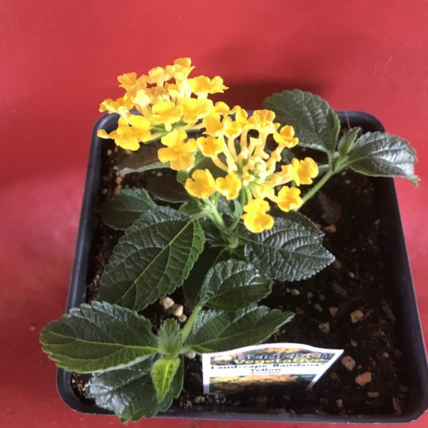 Bandana Landscape Yellow Lantana (Vegetative)