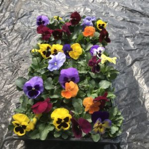 Premium/Blotched Mix Pansy 12-pak Flat