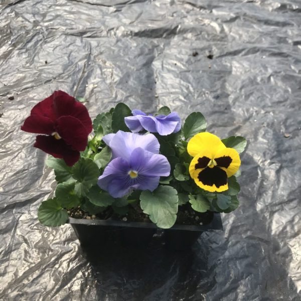 Premium/Blotched Mix Pansy 3-Pak