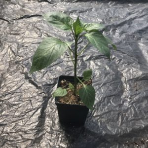 Golden Calwonder Pepper 4 1/2" Pot