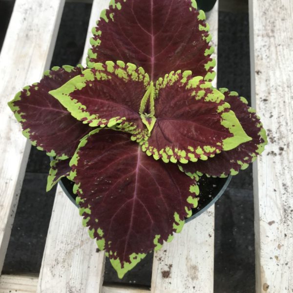 Kong Scarlet Black Coleus