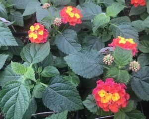 Lantana