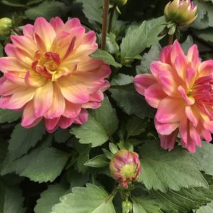 Hypnotica Rose Bicolor Dahlia