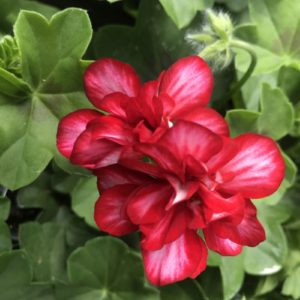 Ivy League Arctic Red Geranium (Vegetative)