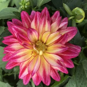 Hypnotica Tropical Breeze Dahlia