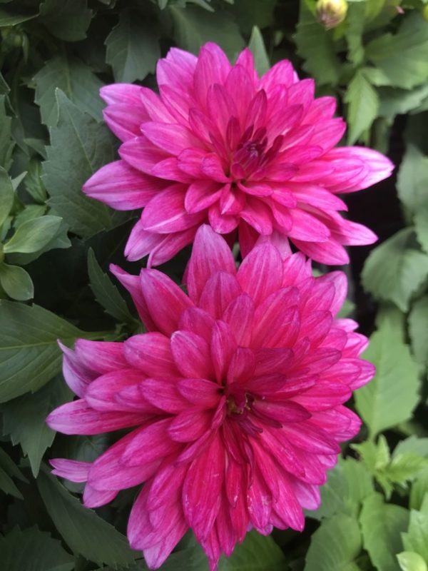 Hypnotica Electric Pink Dahlia