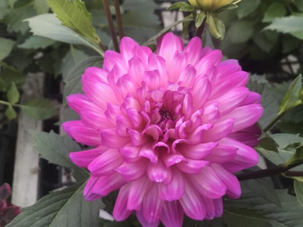 XXL Veracruz Tall Dahlia