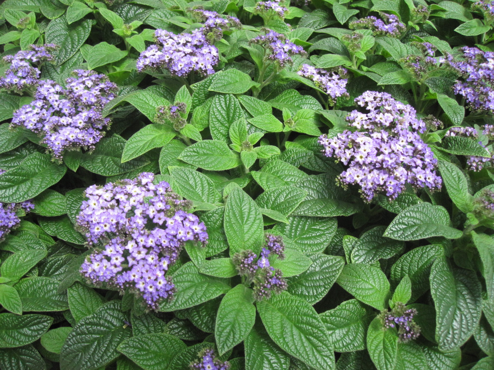 Scentropia Blue Heliotrope – Domann's Plants