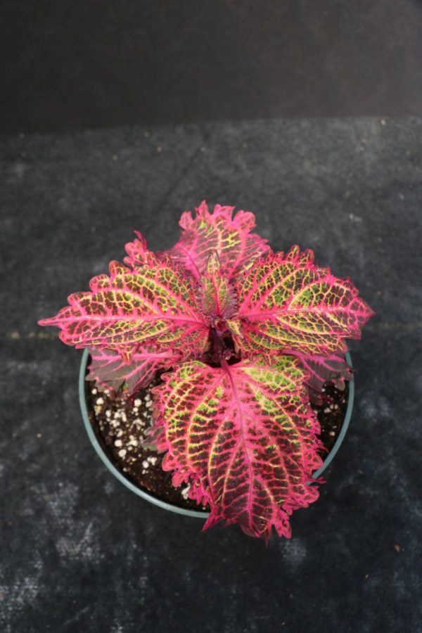 Peters Wonder Coleus