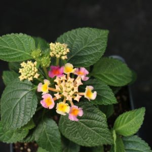 Bandana Pink Lantana (Vegetative)