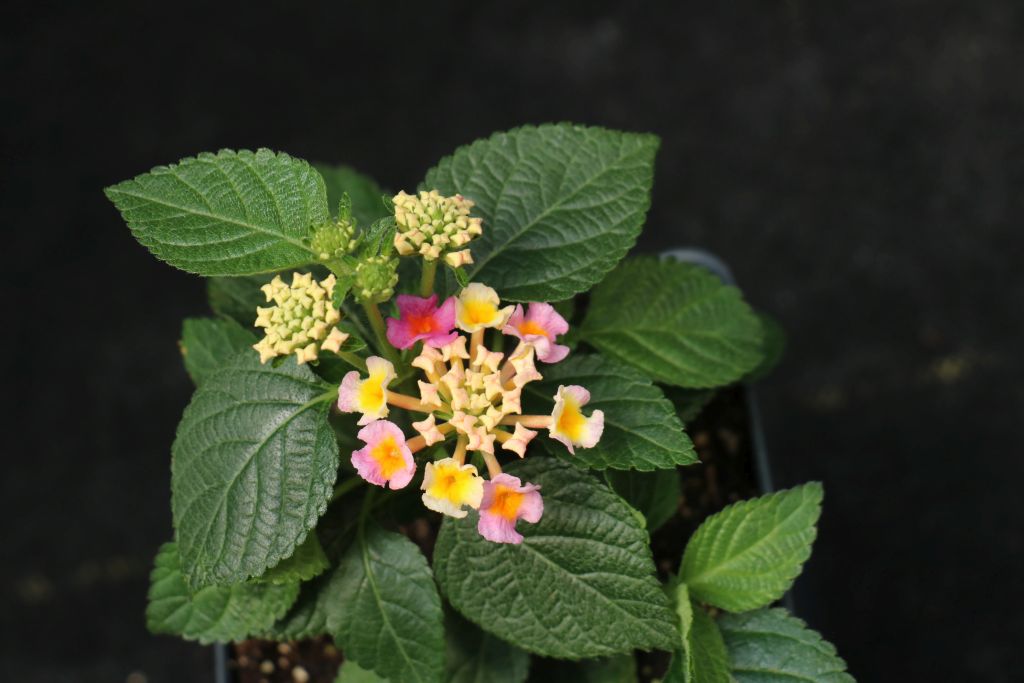 Bandana Pink Lantana (Vegetative) – Domann’s Plants