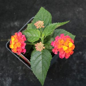 Bandana Cherry Sunrise Lantana (Vegetative)