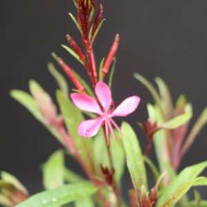 Gaura