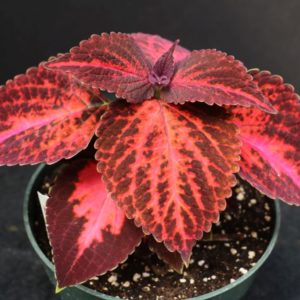 Kingswood Torch Coleus