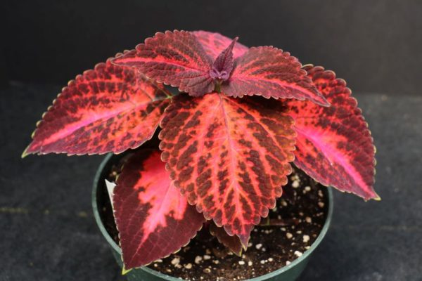 Kingswood Torch Coleus