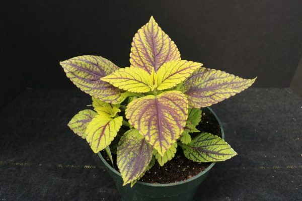 Gay's Delight Coleus