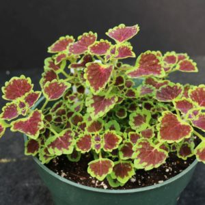 Burgundy Wedding Train Coleus