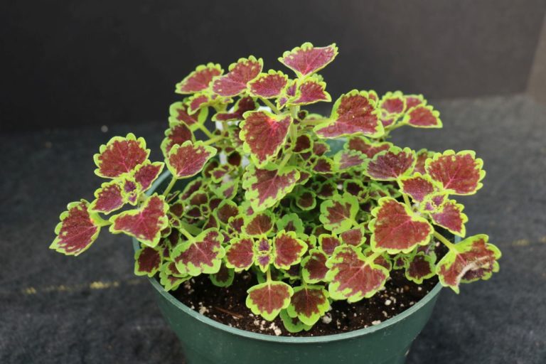 Burgundy Wedding Train Coleus Domann s Plants