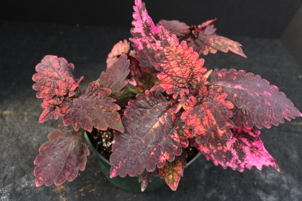 Solar Eclipse Coleus