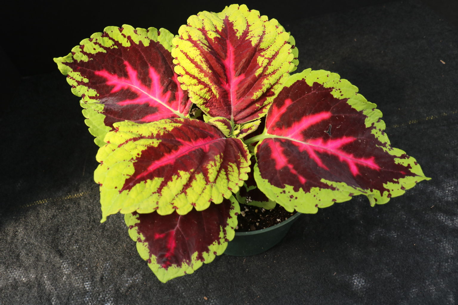 Kong Rose Coleus