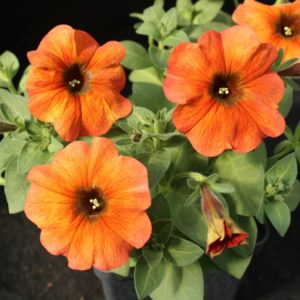 Premium Cinnamon Petchoa