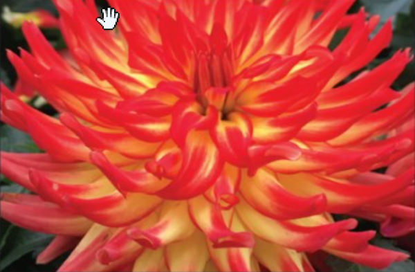 Hypnotica Icarus Dahlia