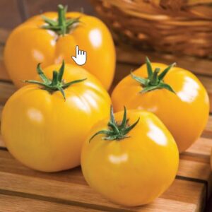 Lemon Boy (Yellow) Tomato 4 1/2" Pot