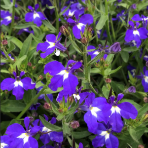 Techno Heat Dark Blue Lobelia (Vegetative)