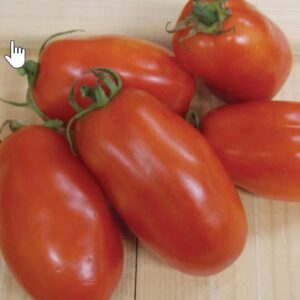 San Marzano (Roma Type) Milk Jug/Gallon Pot Tomato