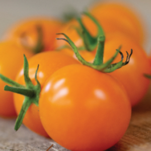 Sunsugar (Golden Cherry) Tomato 4 1/2" Pot