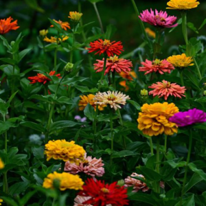 Zinnias 4 1/2" pot