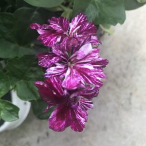 Ivy League Burgundy Bicolor Geranium (Vegetative)
