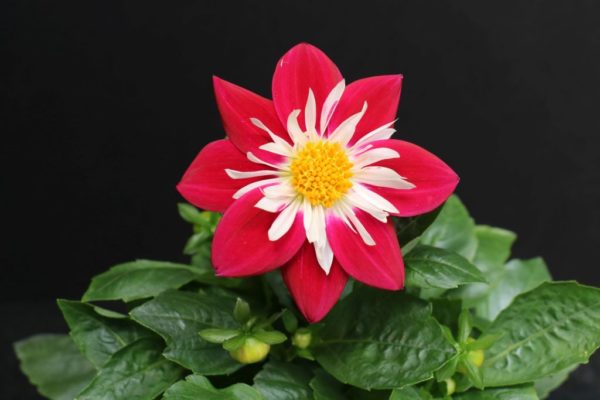 Starsister Red and White Dahlia