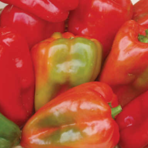 Margaret's Sweet Pepper