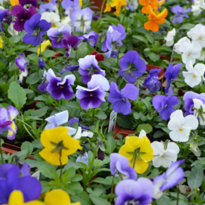 Penny Lane Mix Viola 12-pak Flat