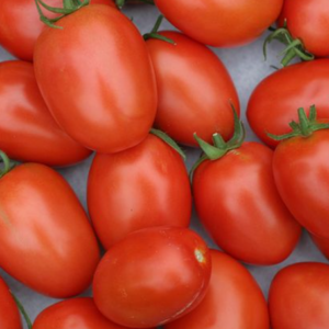 Roma (Paste) Tomato 4 1/2" Deep Pot