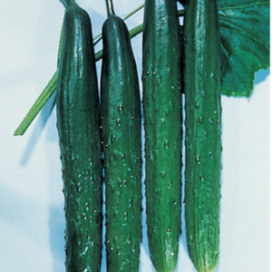 Tasty Green (Burpless) Cucumber