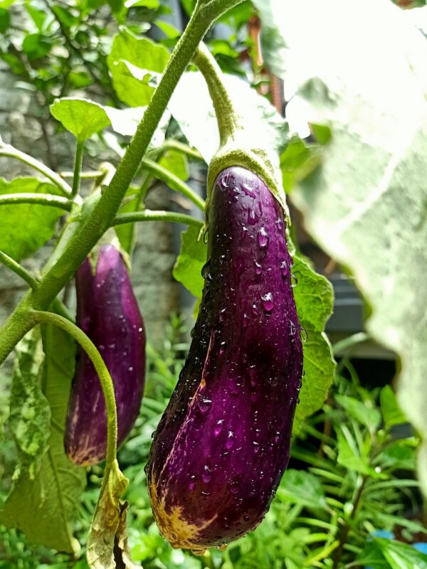 eggplant, plant, dew