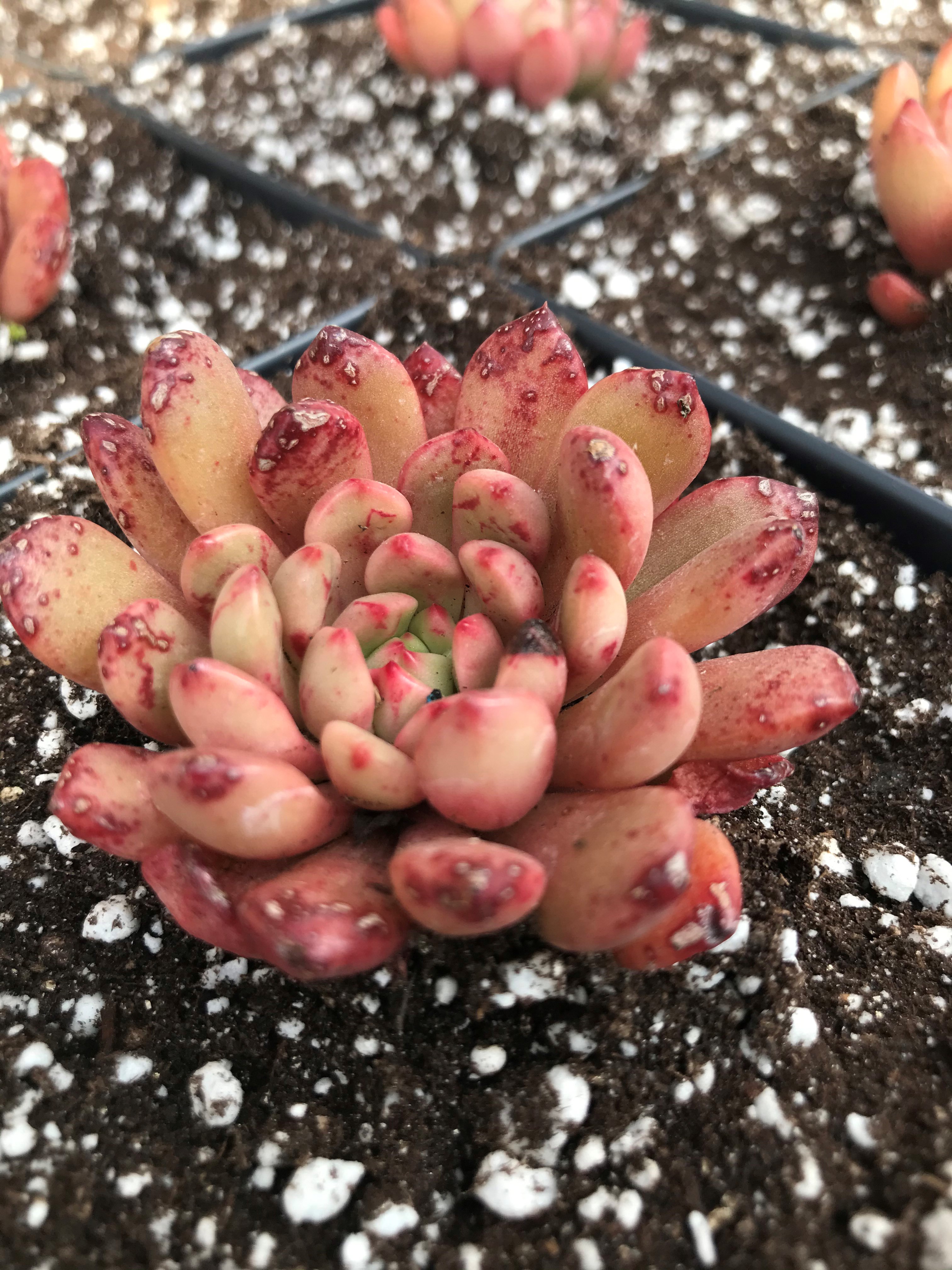 Graptoveria "Speckled Rose"