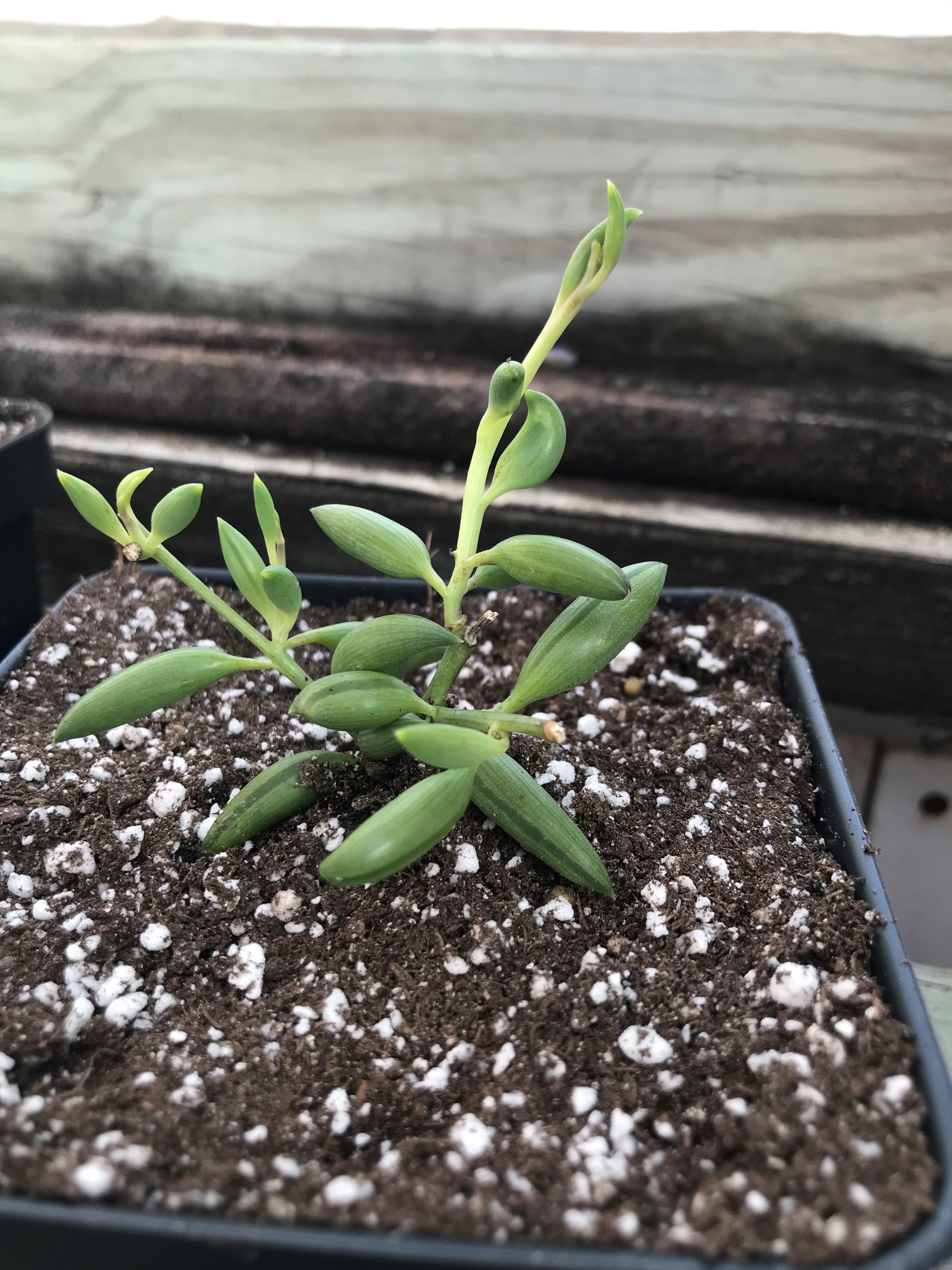 Senecio Radicans "String of Bananas"