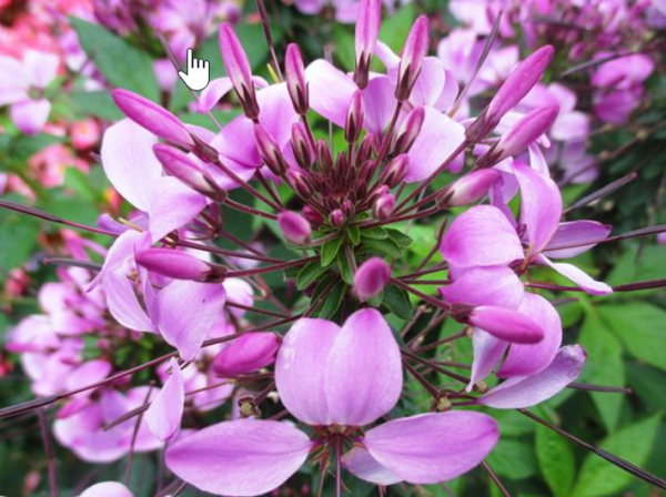 Violet Queen Cleome
