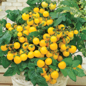Yellow Cherry Patio Tomato