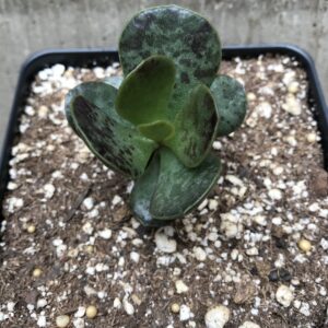 Adromischus maculatus "Calico Hearts"