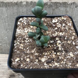 Corpuscularia lehmannii "Ice Plant"