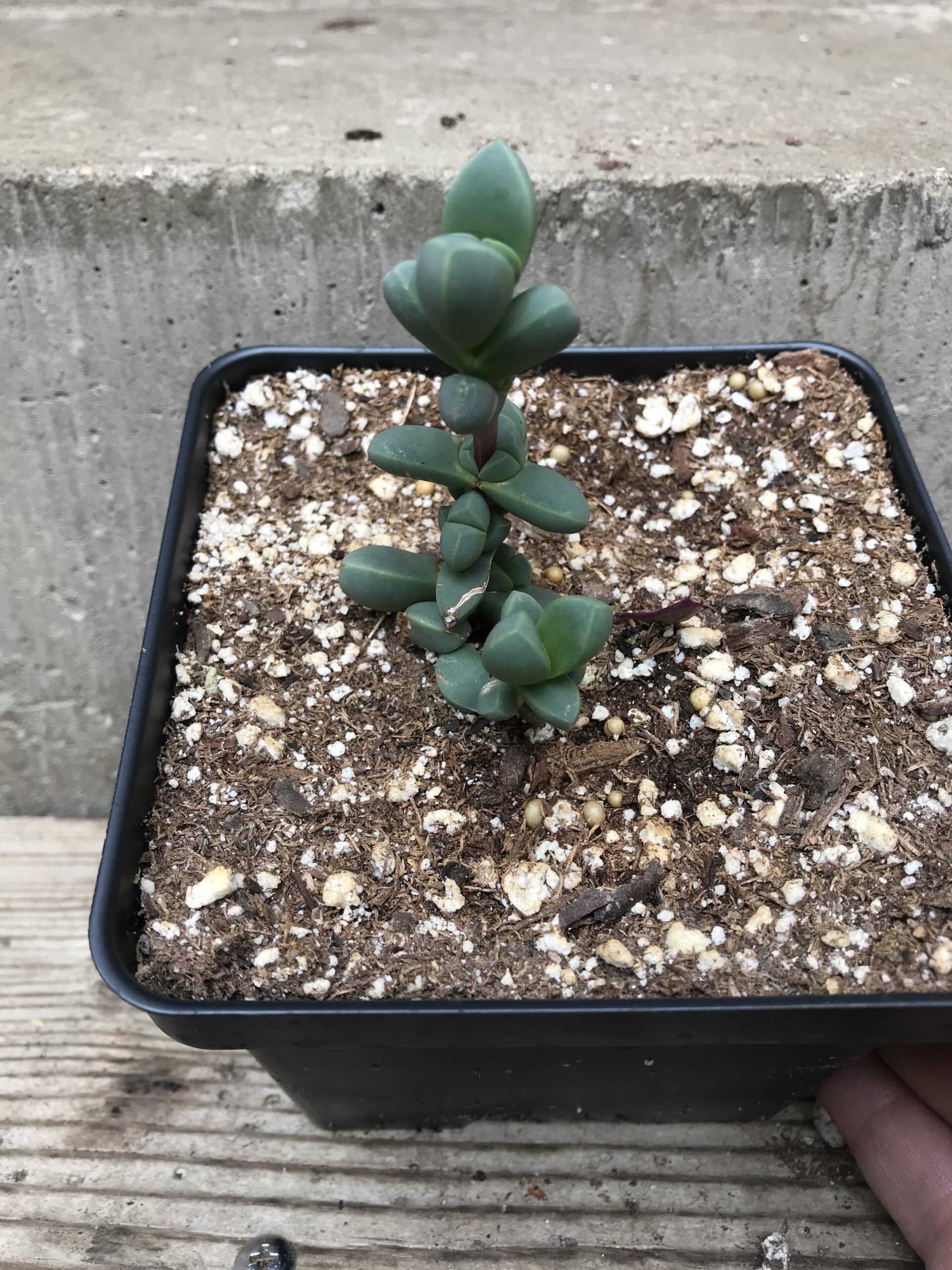 Corpuscularia Lehmannii “ice Plant” Domanns Plants 5151