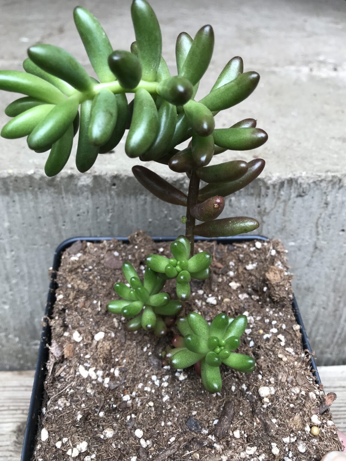 Sedum rubrotinctum “Jelly Bean” – Domann's Plants