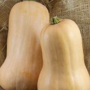 Butternut Squash